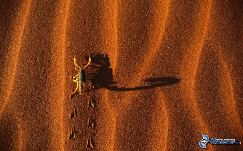 scorpion, empreintes dans le sable