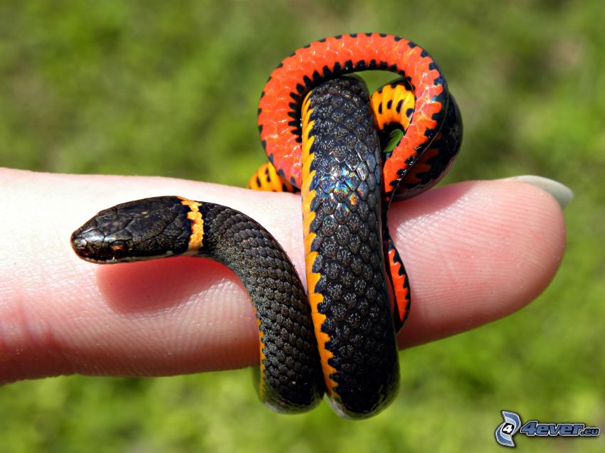 serpent, doigt