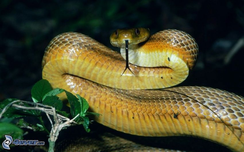 serpent, langue tiré