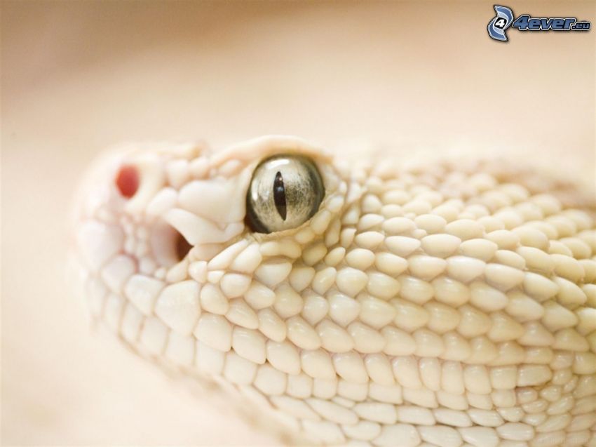 serpent blanc