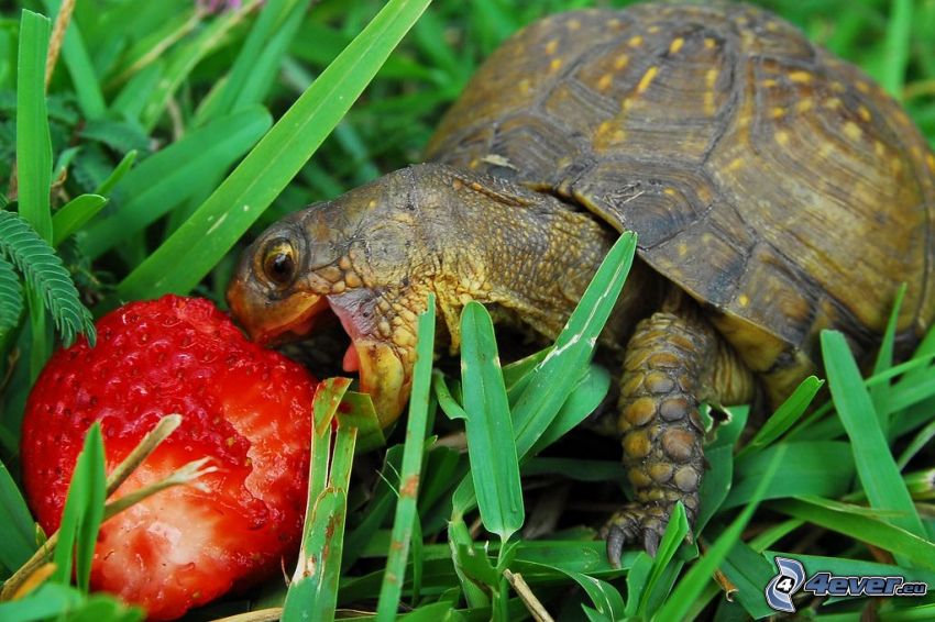 tortue, fraise, l'herbe