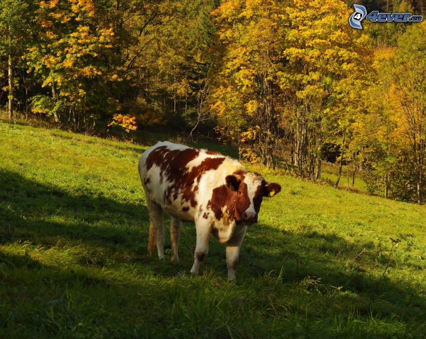 vache, forêt d'automne