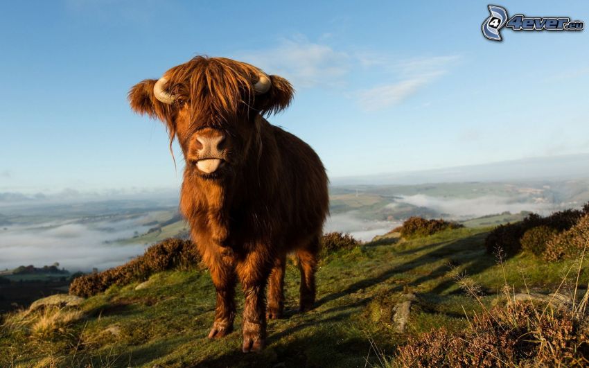 vache, langue tiré, vue sur le paysage