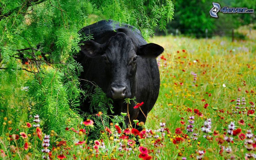 vache, prairie, fleurs