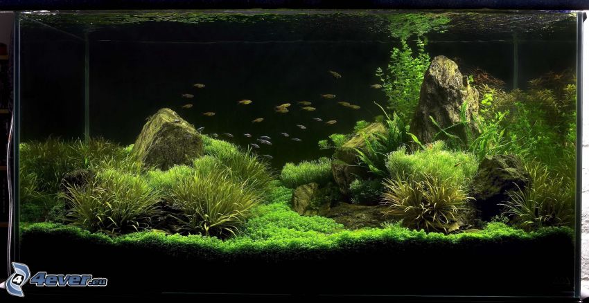 aquarium, poissons, plantes, éclairage