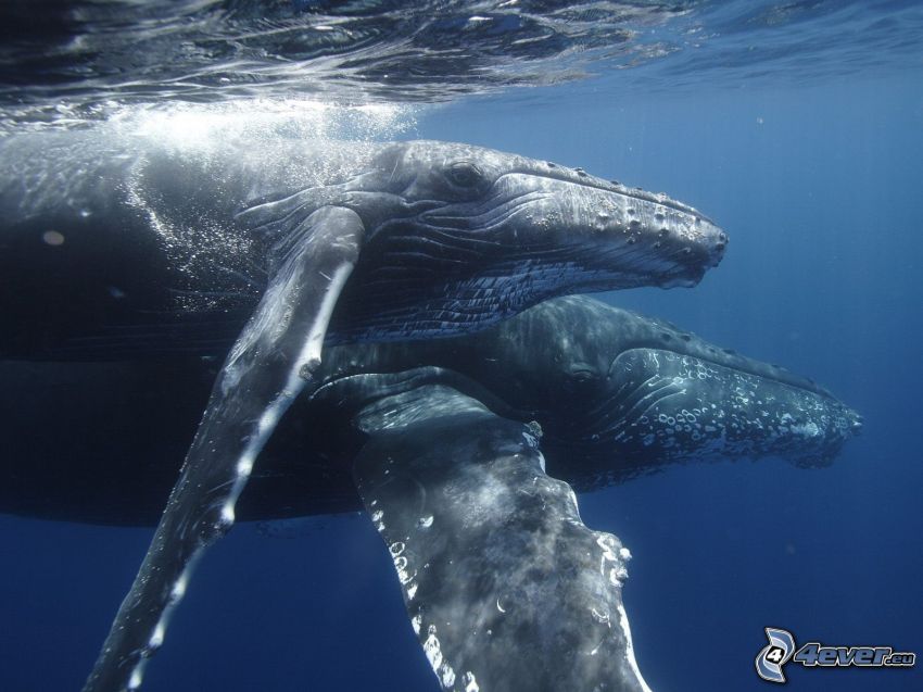 Baleine à bosse, baleines