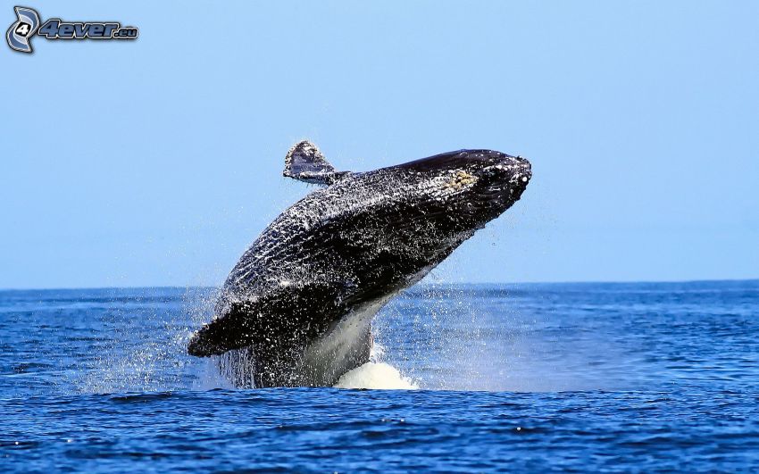 Baleine à bosse, mer