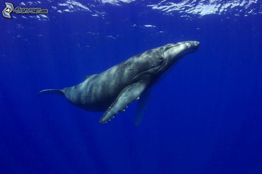 Baleine à bosse, mer
