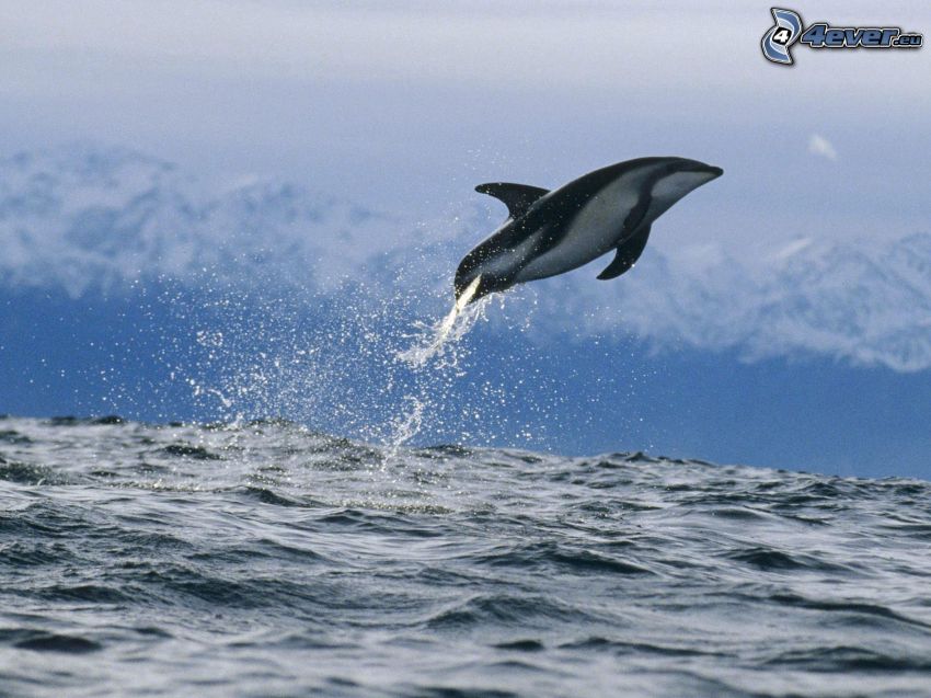 dauphin sautant, mer, vagues