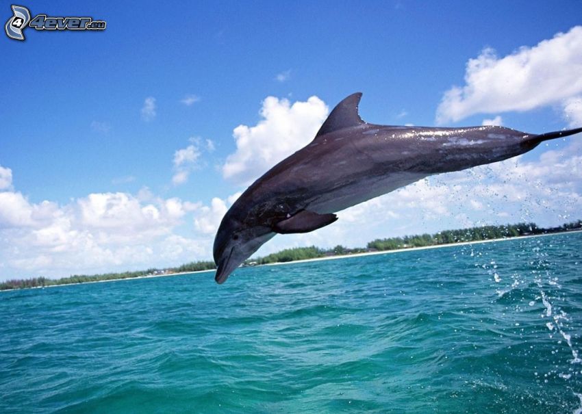 dauphin sautant, mer verte