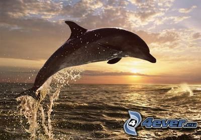 dauphin sautant