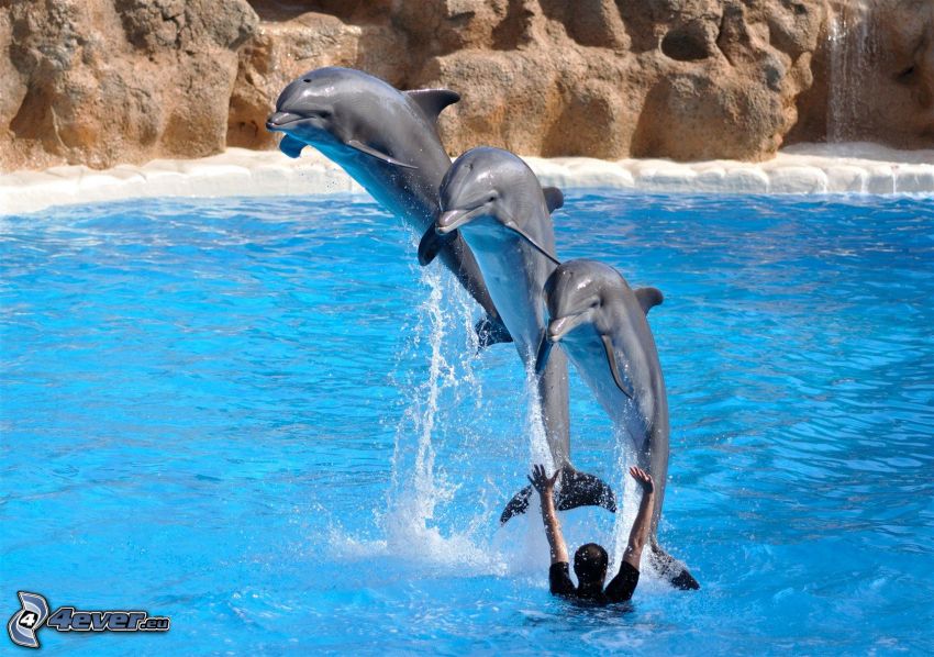 dauphins, acrobatie, saut