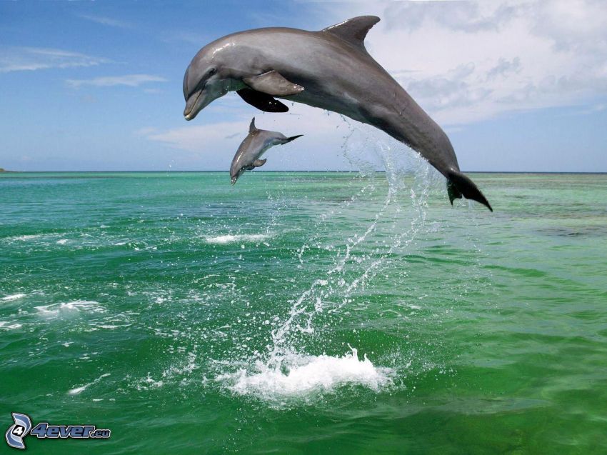 dauphins, mer