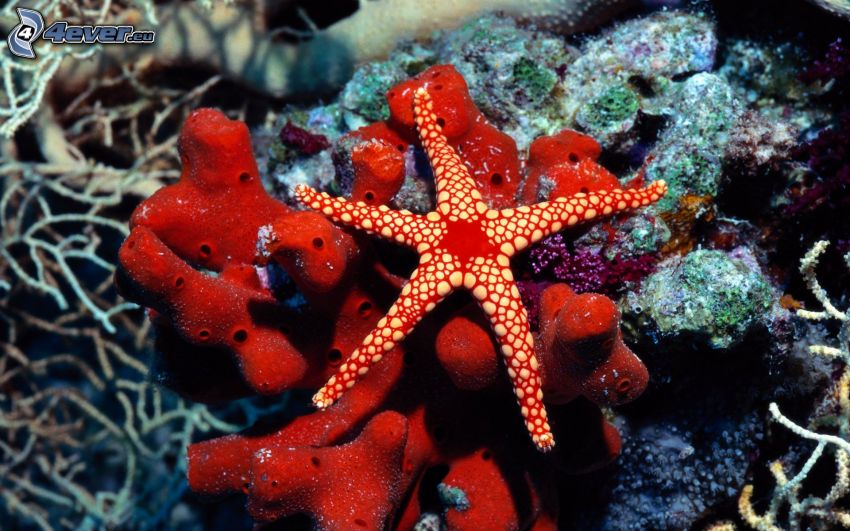étoile de mer, coraux