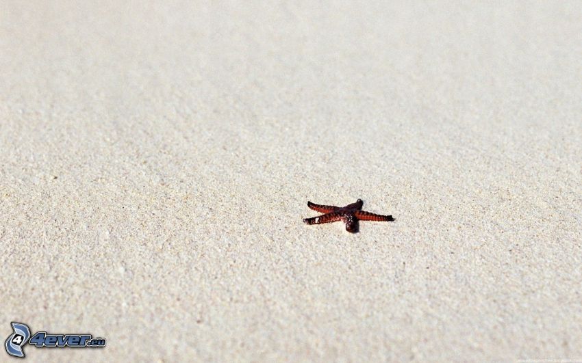 étoile de mer, sable