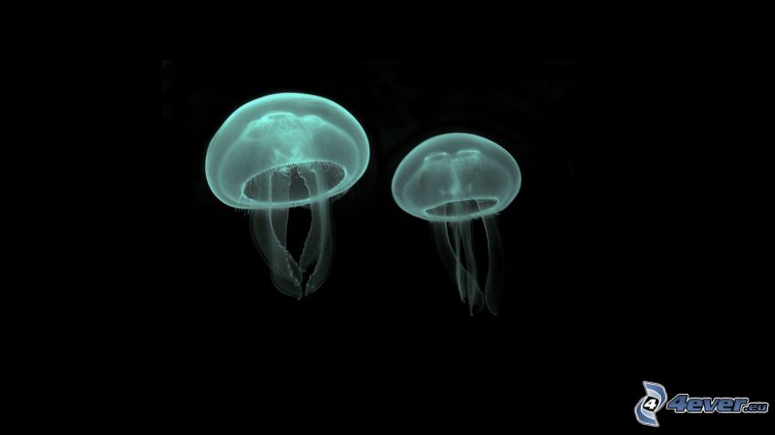 méduses