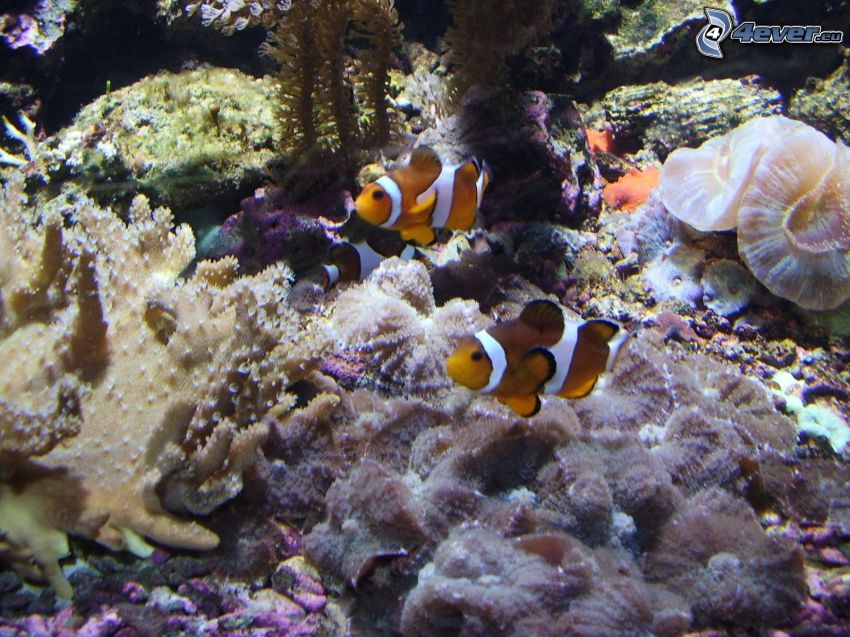Nemo, poisson, eau, aquarium
