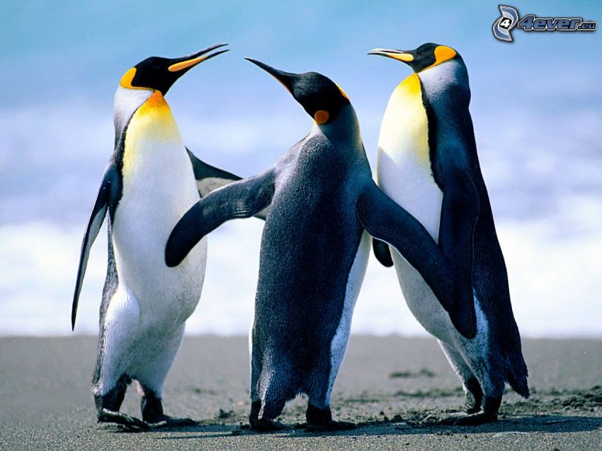 pingouins