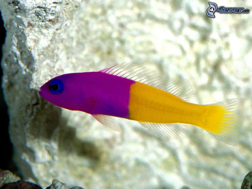 poisson coloré