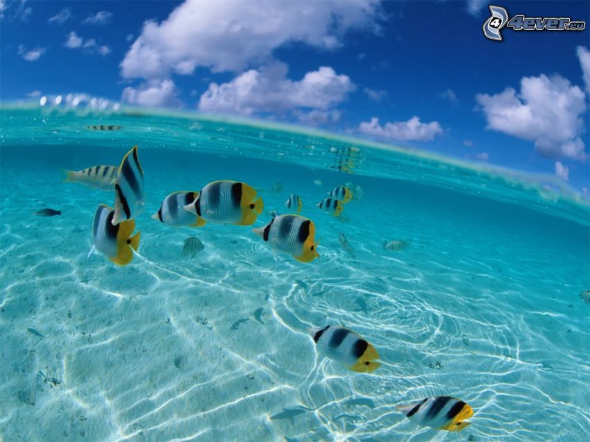 poissons dans une mer peu profonde, ciel, surface de l'eau