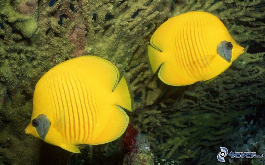 poissons jaunes