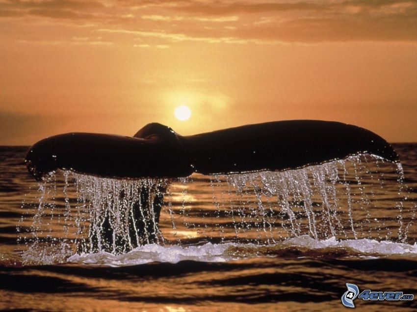 queue de baleine, couchage de soleil sur la mer