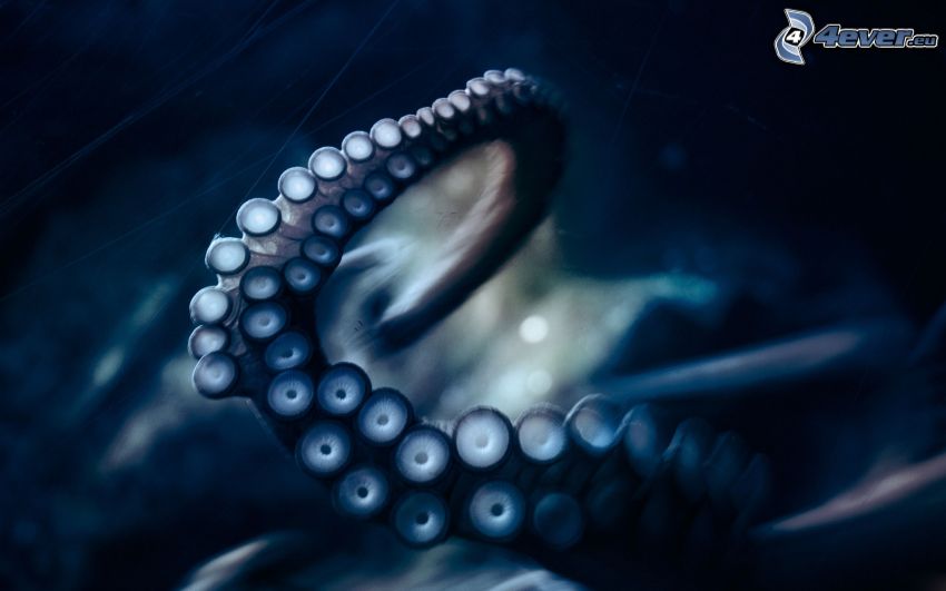 tentaculaire de pieuvre