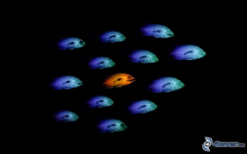 troupe de poissons, poissons colorés