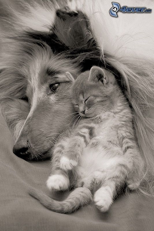 chien et chat, chaton dormant, amitié, confort