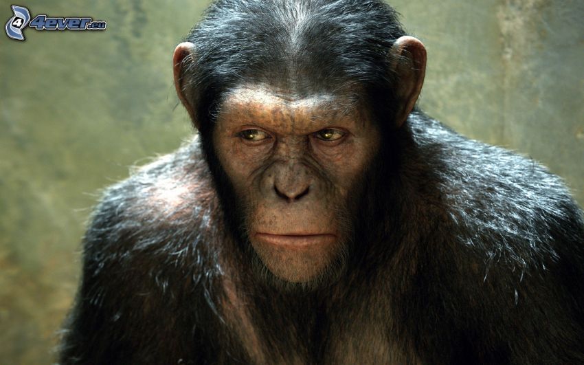 Rise of the Planet of the Apes, singe