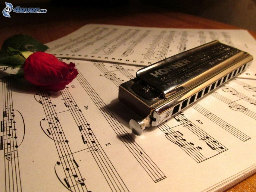 harmonica, rose rouge, notes