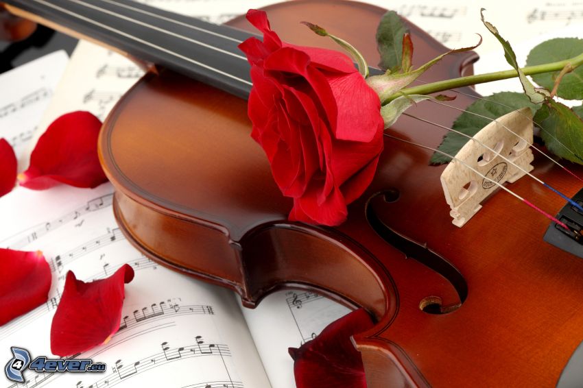 violon, rose, notes