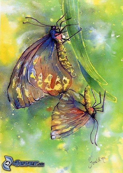 papillons, image, dessin animé, coléoptère