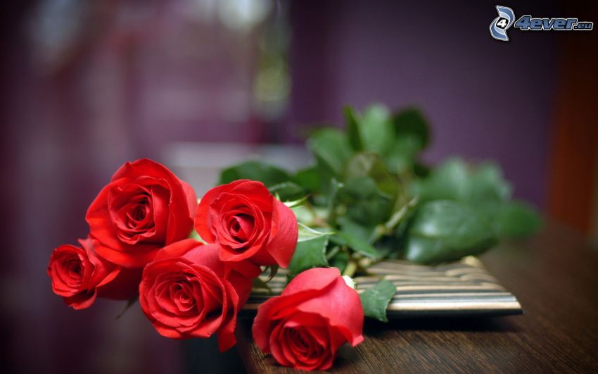 bouquet de roses, roses rouges