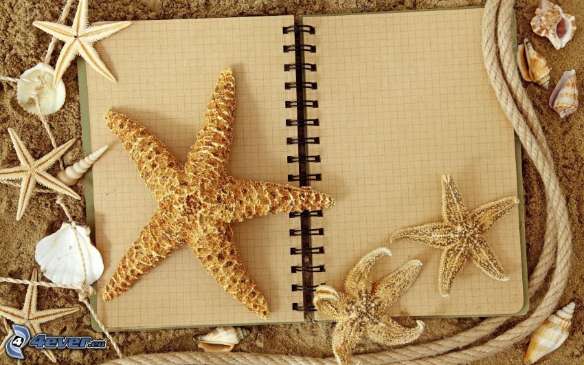 coquillages, étoiles de mer, journal, corde