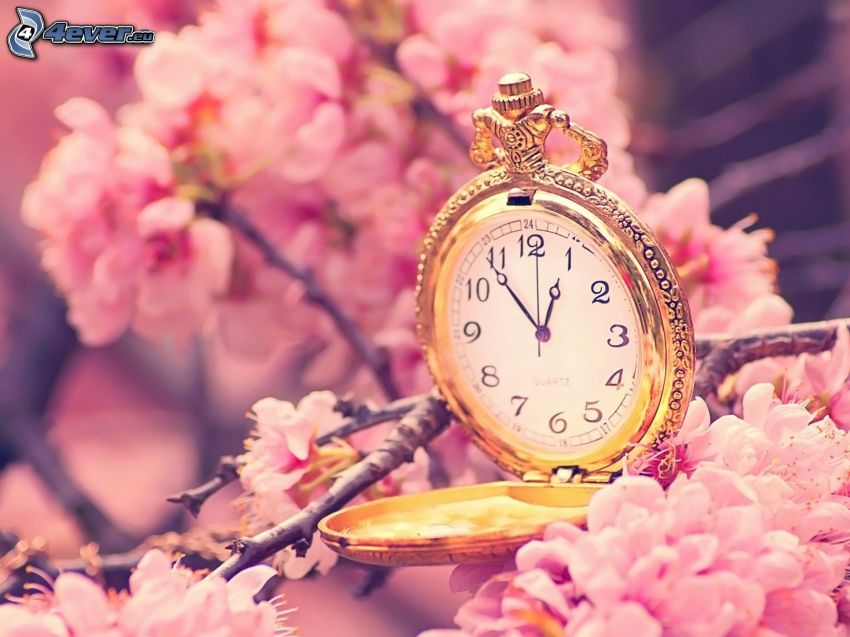 horloges historiques, fleurs de cerisier, brindille en fleur