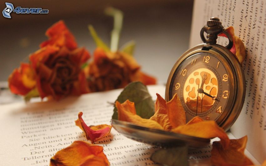 horloges historiques, pétales de roses, livre