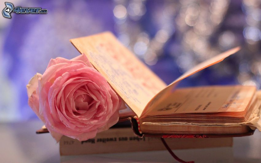 journal, rose rose