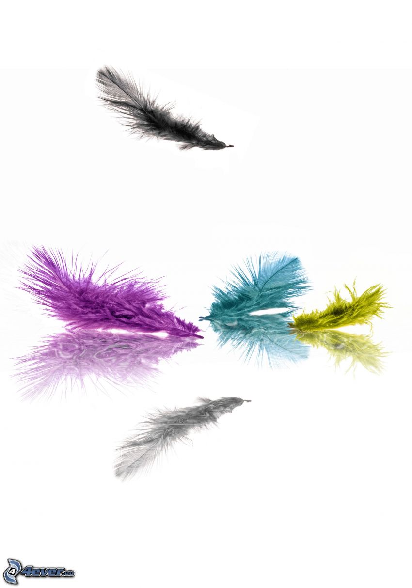 plumes colorées
