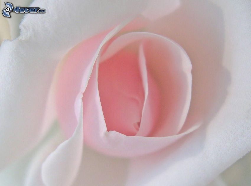 rose, tissu