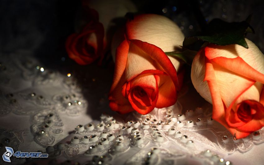 roses, décoration