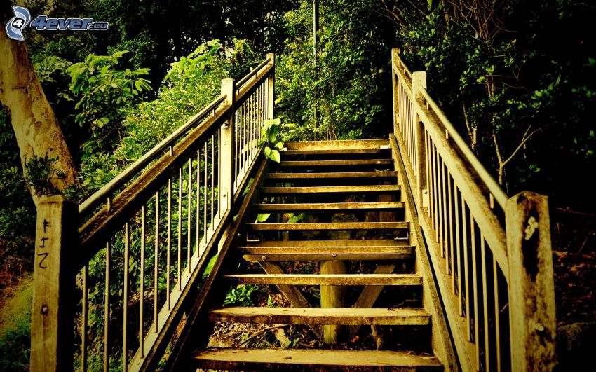 escaliers, forêt