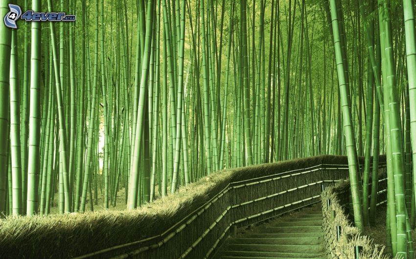 forêt de bambous, trottoir, escaliers
