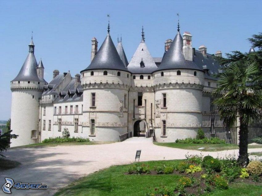 Château de Chaumont, palmier