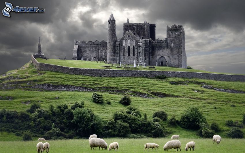 Rock of Cashel, ruines, cathédrale, Irlande, moutons