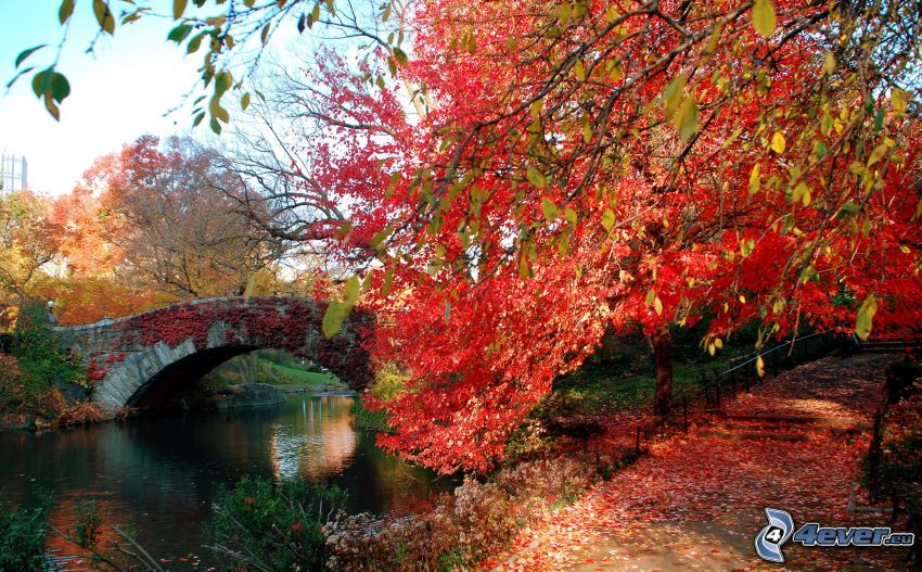 parc, pont de pierre, arbre en automne, trottoir