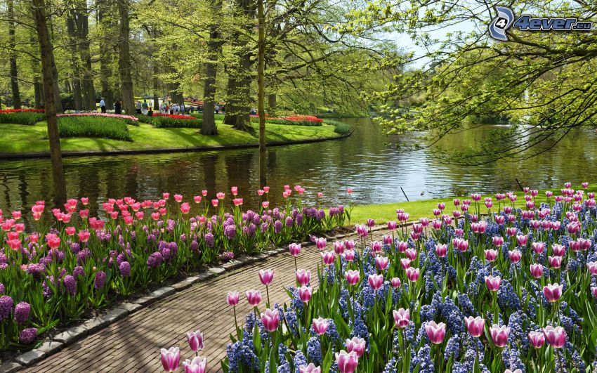 parc, tulipes, rivière