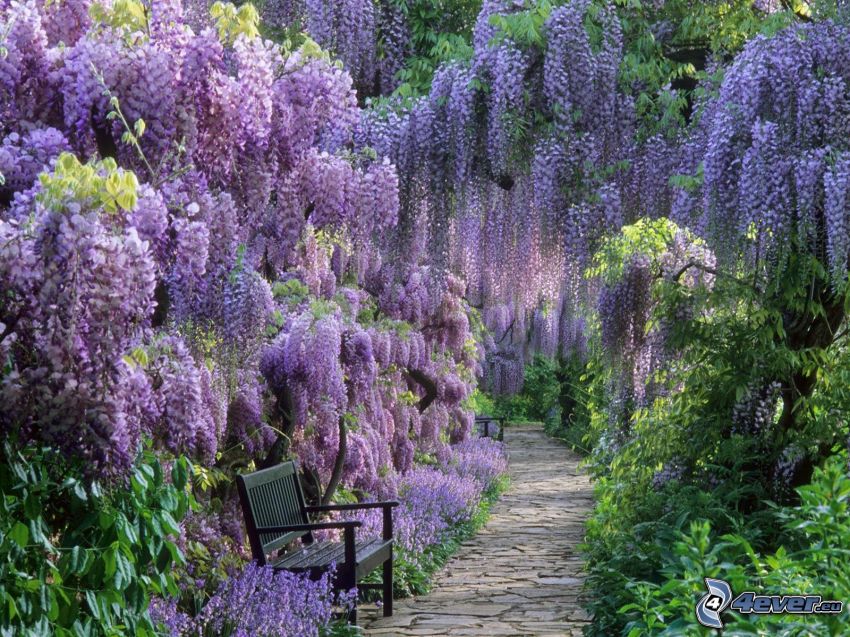 wisteria, arbres violets, banc, parc, banc dans le parc