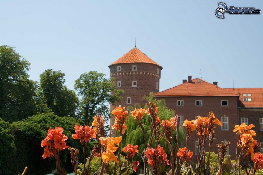 Château de Wawel, Cracovie, fleurs oranges