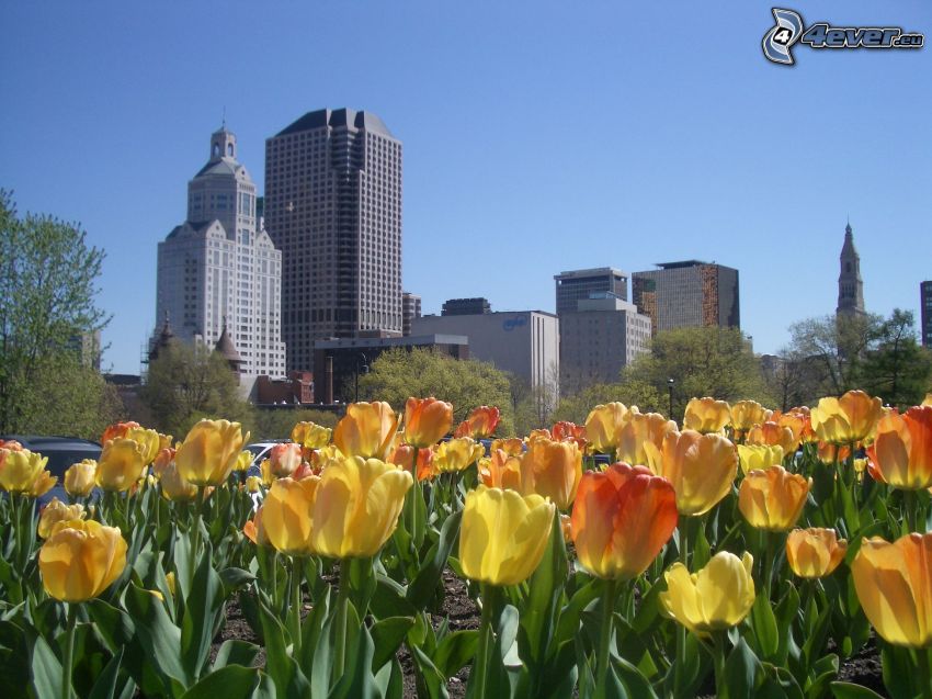 Hartford, Connecticut, USA, tulipes